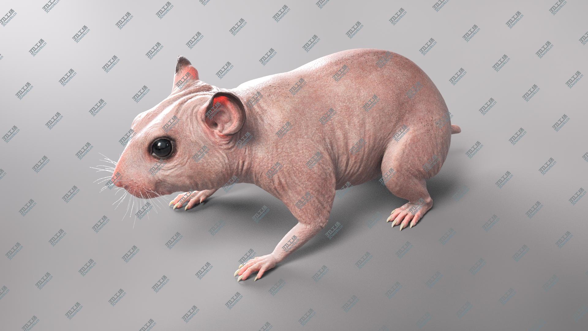 images/goods_img/20210319/Hamster model/2.jpg